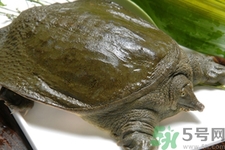 甲魚怎么吃最有營養(yǎng)？甲魚怎么吃最補身體？