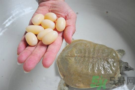 甲魚蛋能吃嗎？甲魚蛋怎么做好吃？