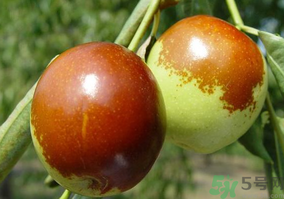 鮮棗怎么蒸?鮮棗蒸多長時間? 鮮棗怎么蒸?鮮棗蒸多長時間?