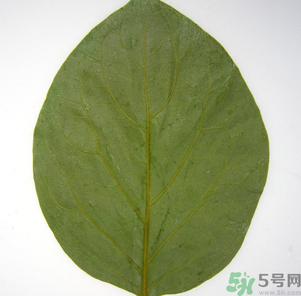 柿子葉能治糖尿病嗎？柿子葉茶能降血糖嗎？