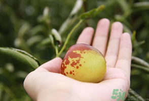 坐月子可以吃鮮棗嗎？產(chǎn)婦可以吃鮮棗嗎？