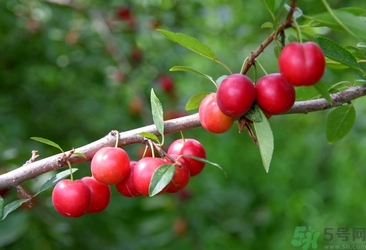鈣果多少錢(qián)一斤？鈣果的營(yíng)養(yǎng)價(jià)值功效作用
