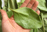 柿子葉能治糖尿病嗎？柿子葉茶能降血糖嗎？