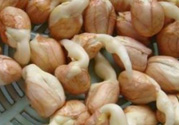 新鮮花生發(fā)芽能吃嗎？發(fā)芽的花生能吃嗎？
