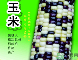 彩色玉米是轉基因嗎？彩色玉米能吃嗎？