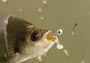 煮熟的玉米能釣魚嗎？煮熟的玉米能直接釣魚嗎？