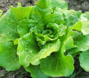 十月份種什么蔬菜？十月份適合種什么蔬菜？