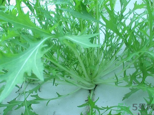 十月份種什么蔬菜？十月份適合種什么蔬菜？
