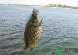秋天釣魚用什么餌料？秋季釣魚用什么餌料好？