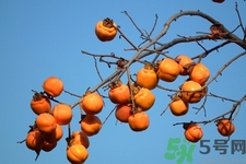 柿子變軟還能吃嗎？柿子變軟是壞了嗎？