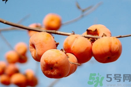 飯前吃脆柿子會(huì)變胖嗎？脆柿子吃多了會(huì)變胖嗎？