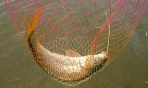秋天釣鯉魚用什么餌料？秋天釣鯉魚餌料配方