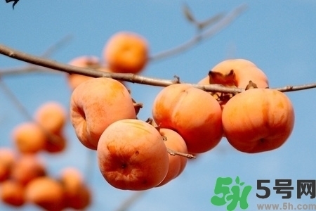 脆柿子是怎么做好吃？脆柿子的制作方法