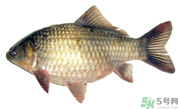 秋天釣鯽魚用什么餌料？秋天釣鯽魚用什么味餌？