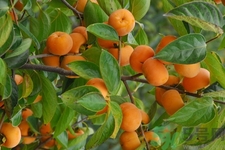 坐月子能吃脆柿子嗎？脯乳期可以吃脆柿子嗎？