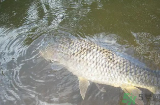 秋天釣魚用腥還是香？秋天釣魚用什么味型餌料？
