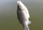 秋天釣鯽魚用什么餌料？秋天釣鯽魚用什么味餌？
