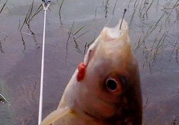 秋天釣魚(yú)用腥還是香？秋天釣魚(yú)用什么味型餌料？