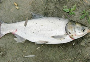 十月份可以釣魚嗎？十月份釣魚用什么餌料？
