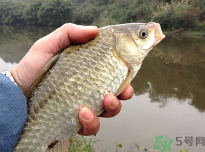 十月份釣鯽魚用什么餌？十月份釣鯽魚用什么餌料好？