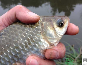 十月份釣鯽魚用什么餌？十月份釣鯽魚用什么餌料好？