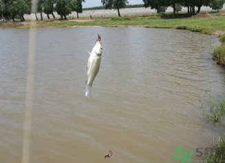 秋天釣魚深水還是淺水？秋天釣魚釣深水還是淺水？