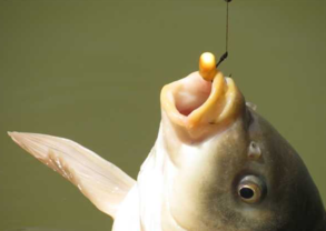 秋天釣魚用什么小藥？秋天釣魚小藥搭配