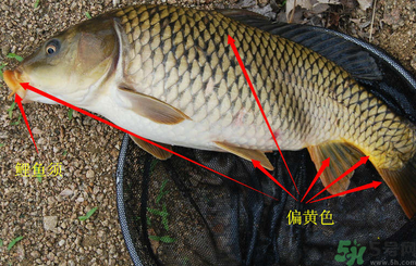 秋天釣鯉魚用什么小藥？秋天黑坑釣鯉魚用什么小藥？