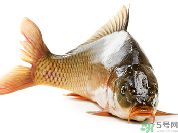 秋天釣鯉魚用什么小藥？秋天黑坑釣鯉魚用什么小藥？