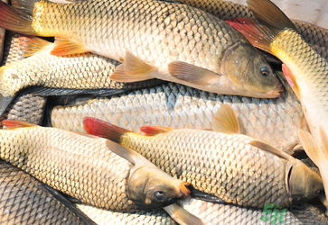 秋天釣鯉魚用什么小藥？秋天黑坑釣鯉魚用什么小藥？