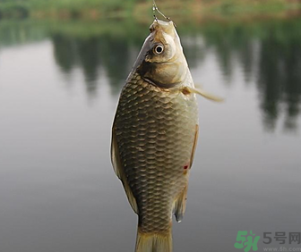 秋天黑坑釣鯽魚用什么餌料？秋天黑坑釣鯽魚餌料配方