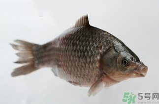 秋天黑坑釣鯽魚用什么餌料？秋天黑坑釣鯽魚餌料配方
