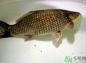 秋天黑坑釣鯽魚用什么餌料？秋天黑坑釣鯽魚餌料配方