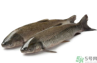 十月份草魚好釣嗎？十月份怎么釣草魚？