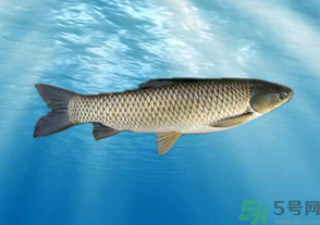 十月份草魚好釣嗎？十月份怎么釣草魚？