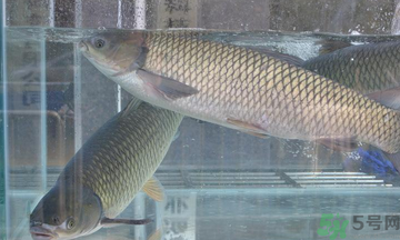 十月份草魚好釣嗎？十月份怎么釣草魚？