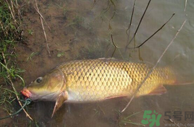 十月份可以釣鯉魚嗎？十月份釣鯉魚用什么餌？