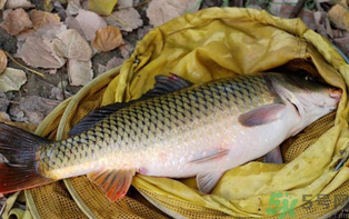 十月份可以釣鯉魚嗎？十月份釣鯉魚用什么餌？