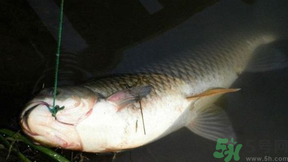 十月份可以釣鯉魚嗎？十月份釣鯉魚用什么餌？