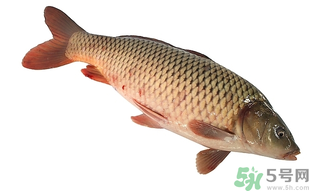 十月份可以釣鯉魚嗎？十月份釣鯉魚用什么餌？