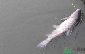 秋天釣草魚用什么餌？秋季釣草魚用什么餌最好？ 