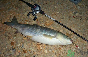 秋天釣草魚用什么餌？秋季釣草魚用什么餌最好？ 