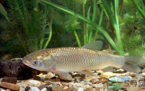 秋天釣草魚用什么餌？秋季釣草魚用什么餌最好？ 