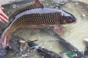 用玉米粒怎么釣鯉魚？玉米粒怎么泡制釣魚餌料？
