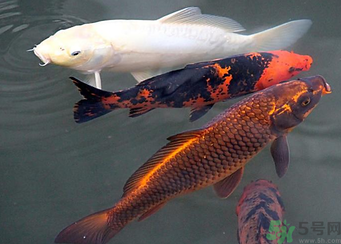 用玉米粒怎么釣鯉魚？玉米粒怎么泡制釣魚餌料？