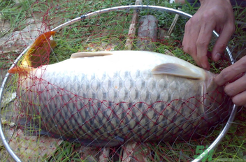 用玉米粒怎么釣鯉魚？玉米粒怎么泡制釣魚餌料？