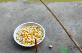 玉米粒怎么釣魚？怎么用玉米粒釣魚？