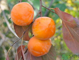 黃柿子和紅柿子有什么區(qū)別？紅柿子和黃柿子哪個(gè)好？