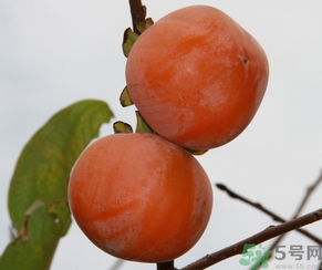 黃柿子和紅柿子有什么區(qū)別？紅柿子和黃柿子哪個(gè)好？