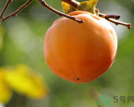 黃柿子和紅柿子有什么區(qū)別？紅柿子和黃柿子哪個(gè)好？